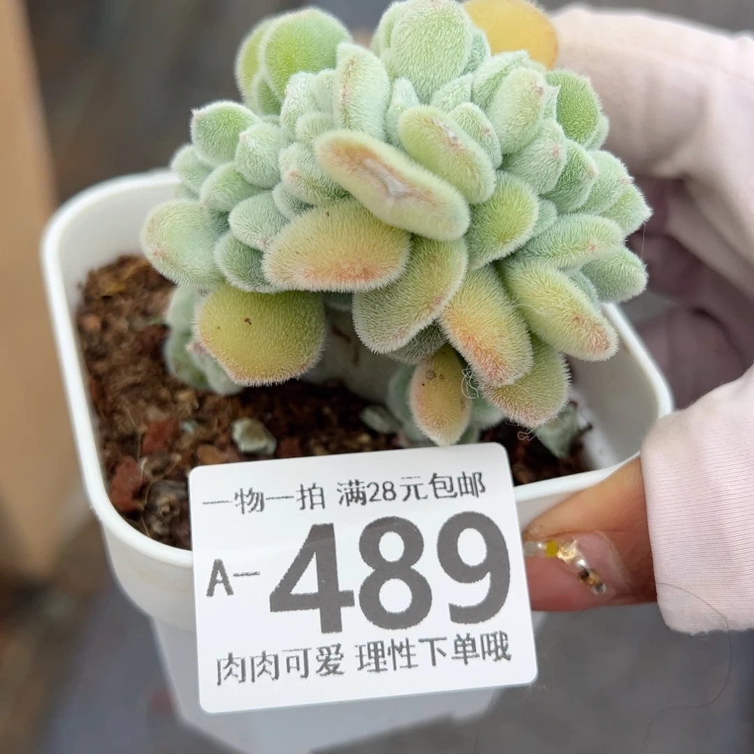 雪晃星缀化多肉多肉