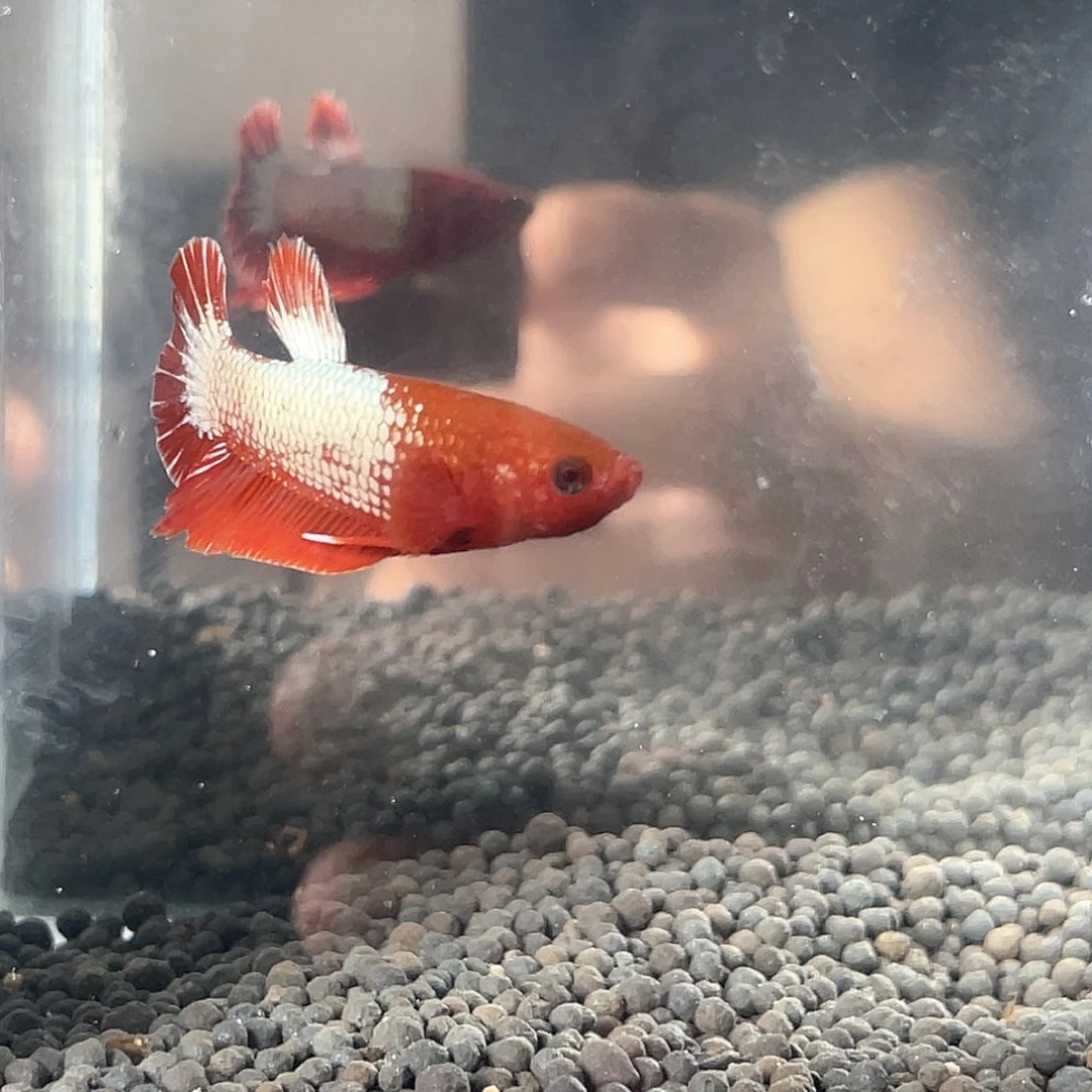 斗鱼不包邮首单补10运8