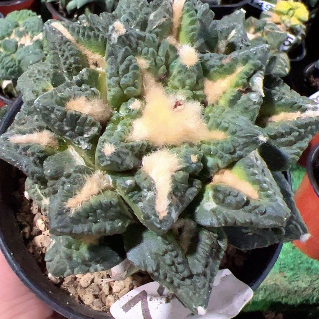 无花朵福利尖尤龟甲牡丹710