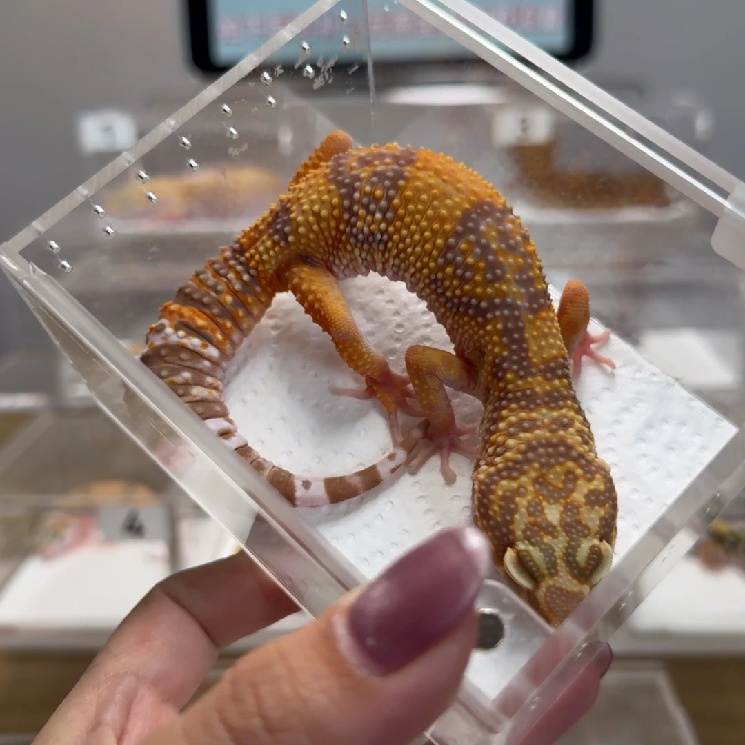 豹纹守宫橘白妹妹