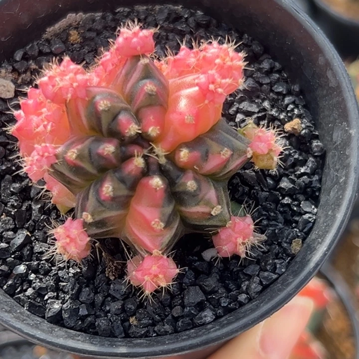 泰国米哈仙人球19