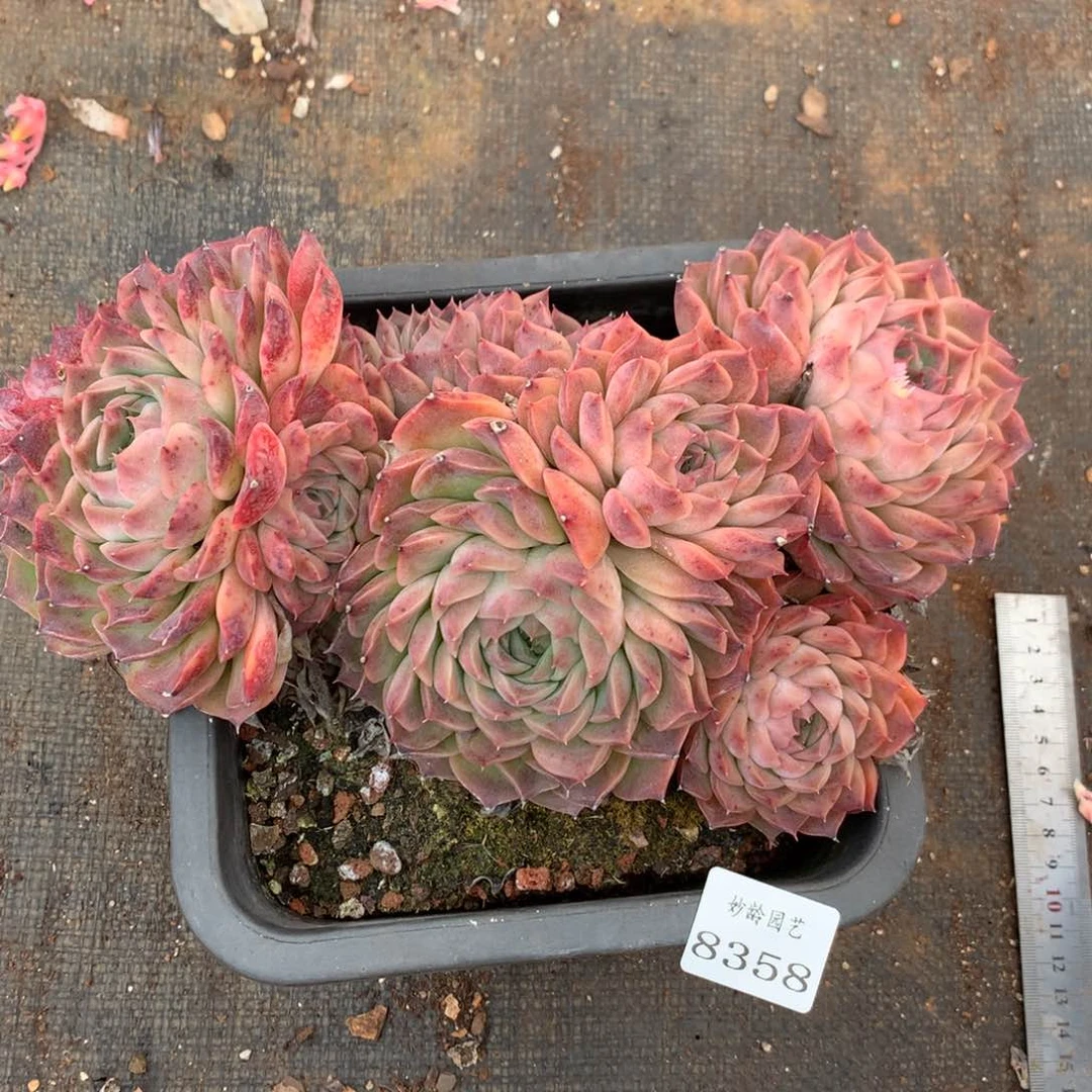 8358杂交多肉植物