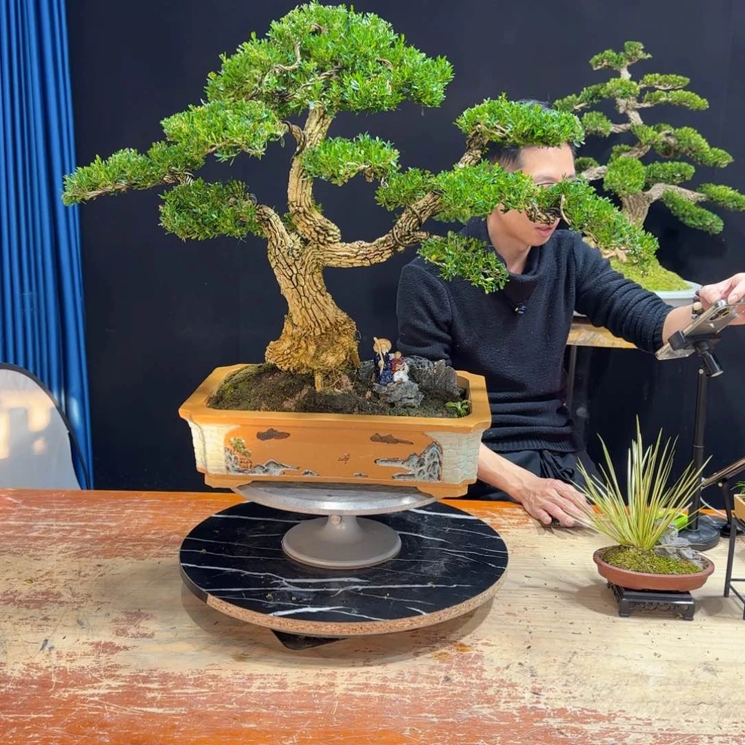 黄杨室内室外盆景艺术