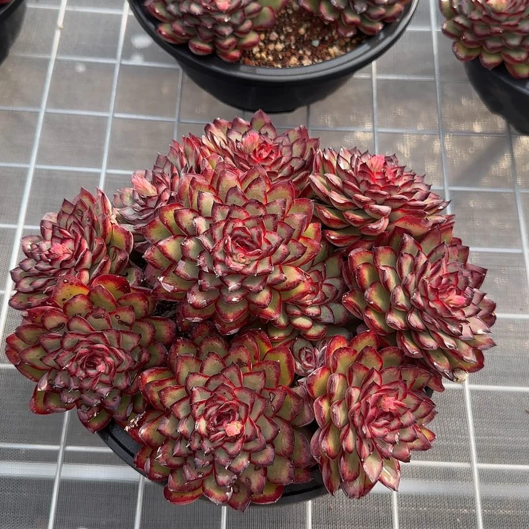 从前慢花园精选0122-肉酱玫瑰