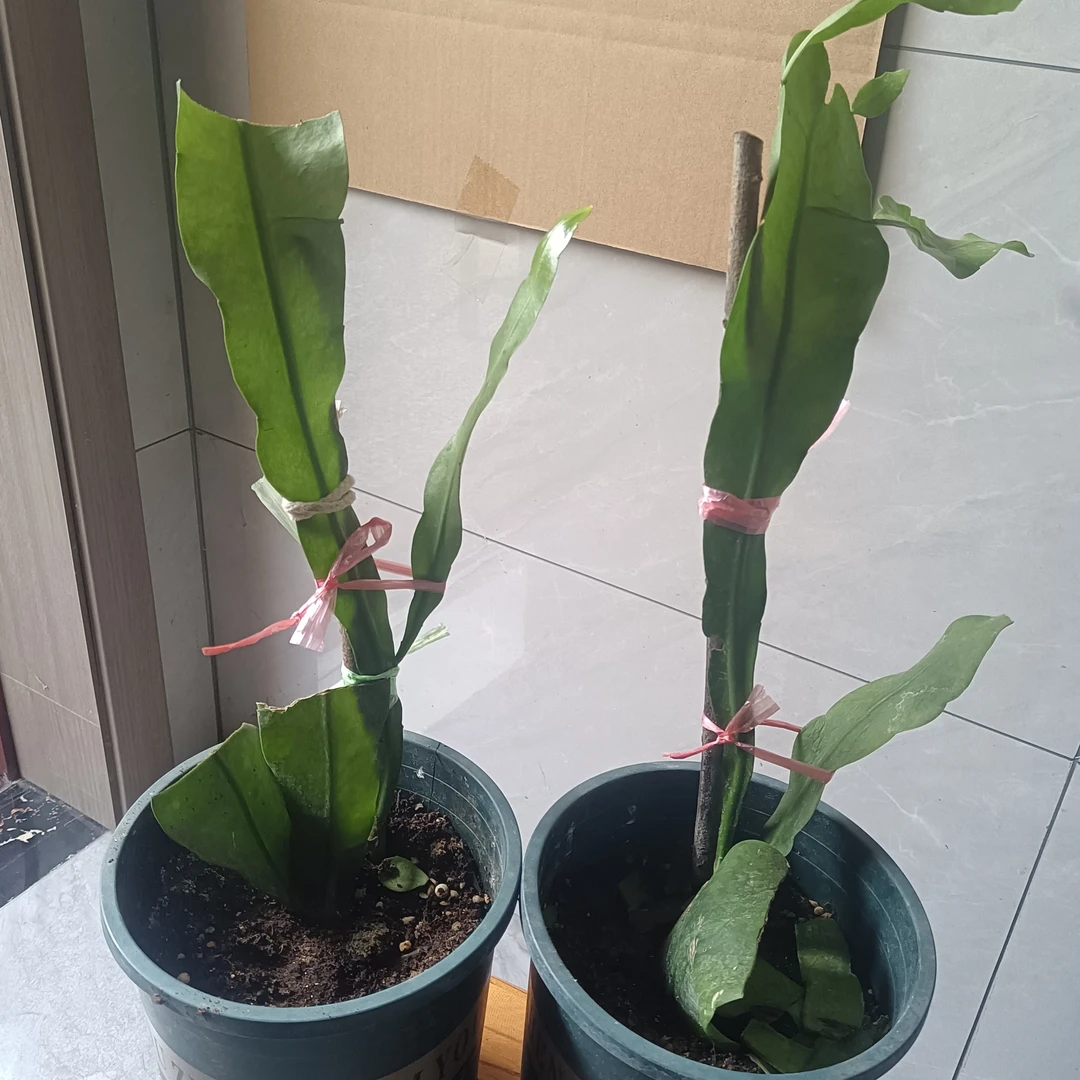 精选昙花大苗月下美人大叶老桩室内花卉盆栽一物一拍