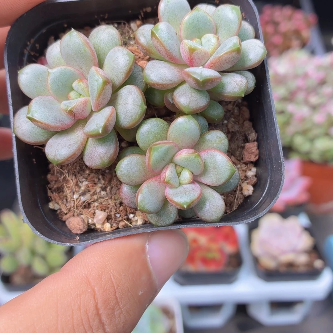 群生葡萄多肉9.9包邮发货