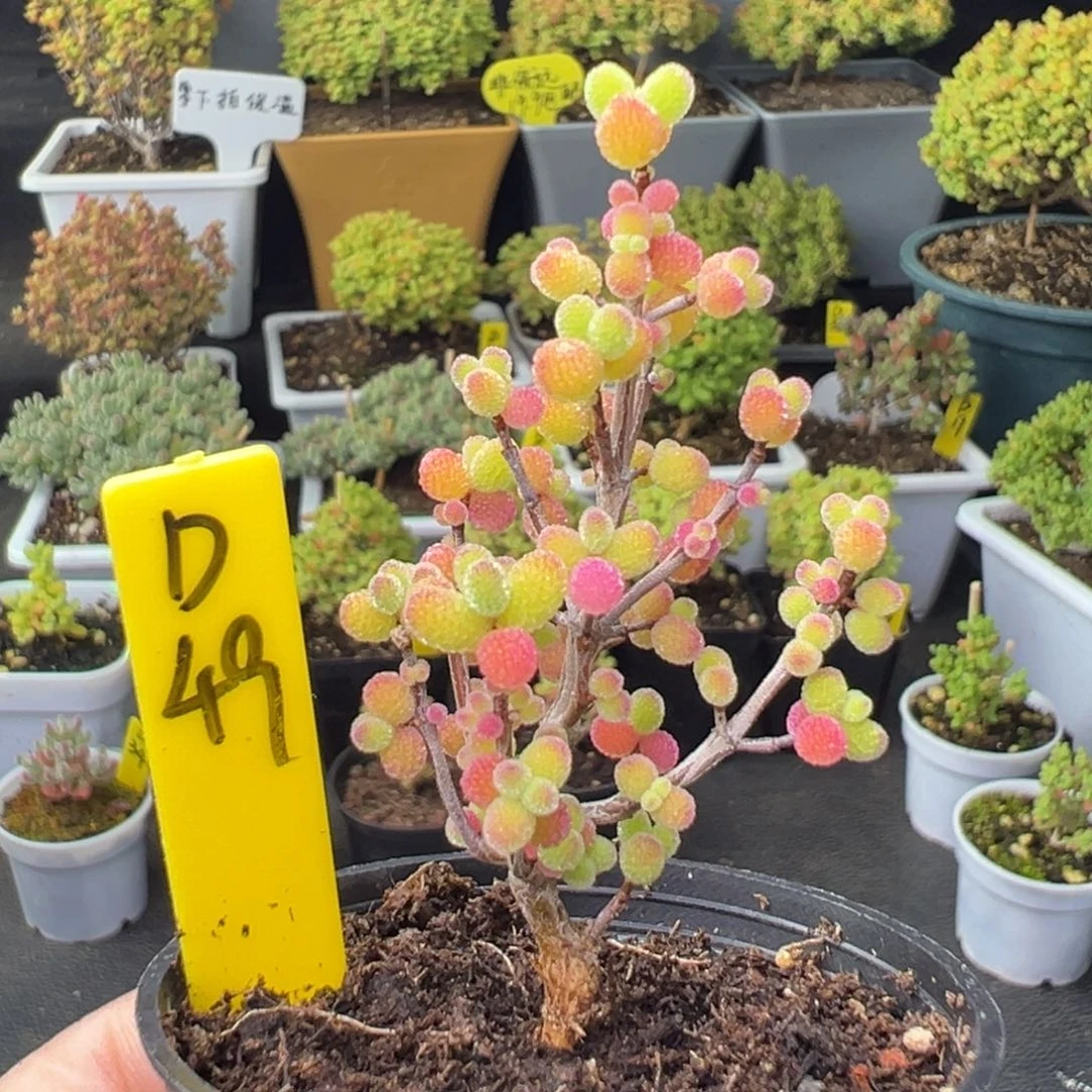 洛*金桔带盆带土发货