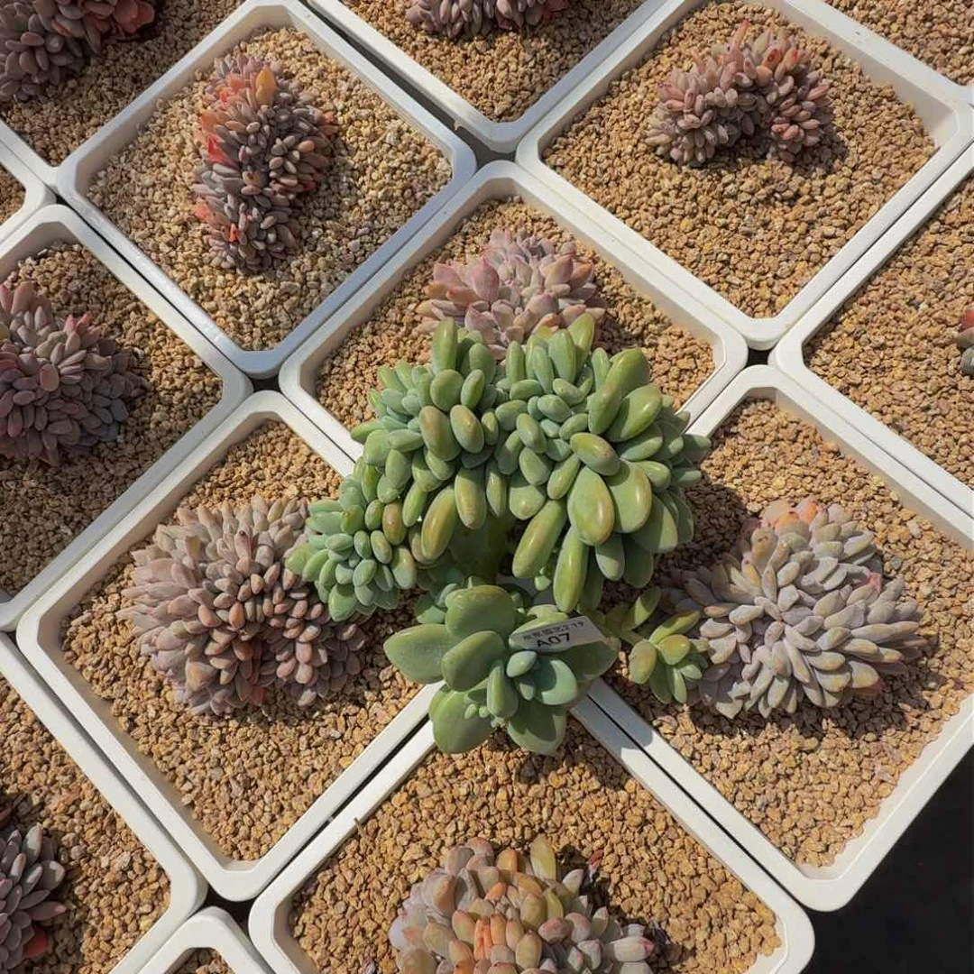 飞*@a a a a a a a a a 7