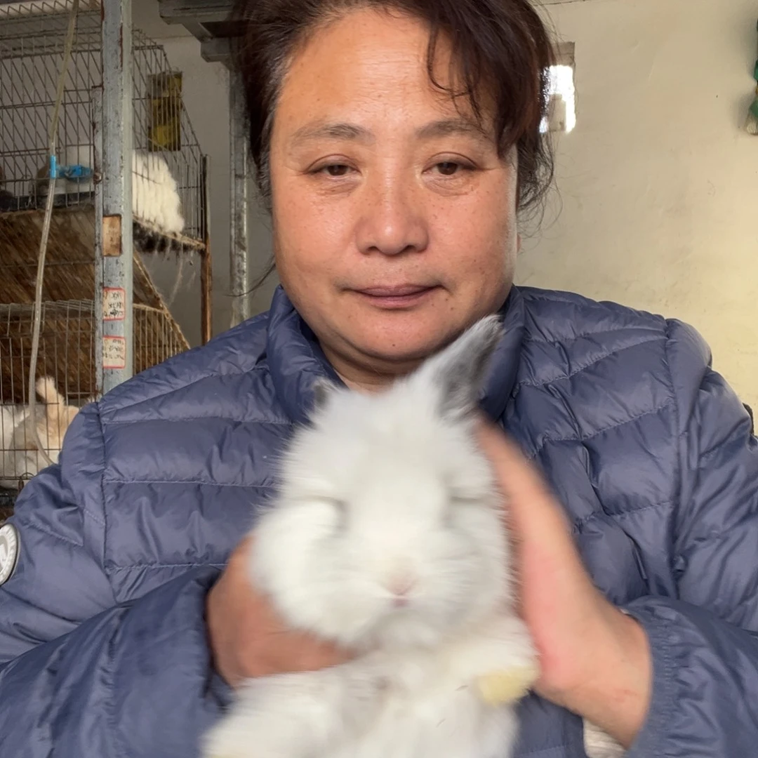 英系安哥拉宠物兔子