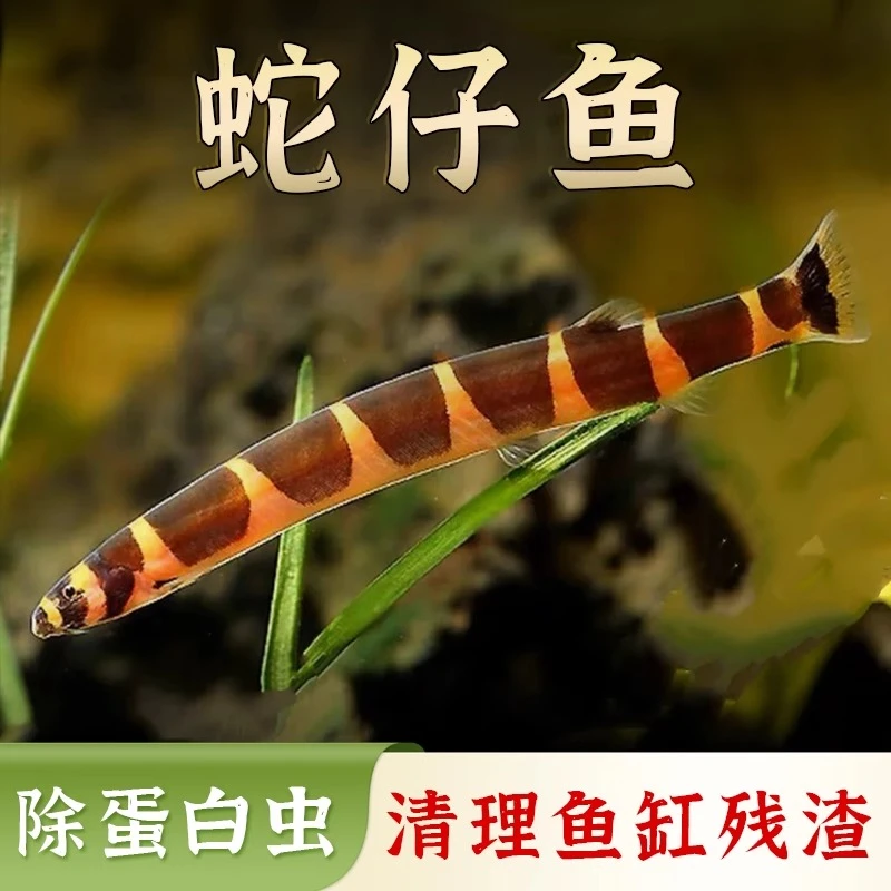 蛇仔鱼苦力泥鳅清理残渣底层热带观赏小鱼好养淡水清道夫小型灯科