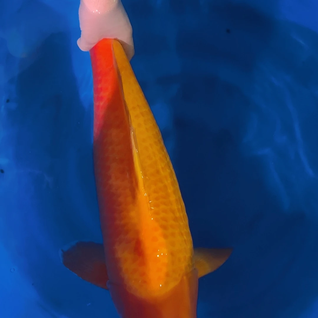 锦鲤锦鲤锦鲤介子锦鲤