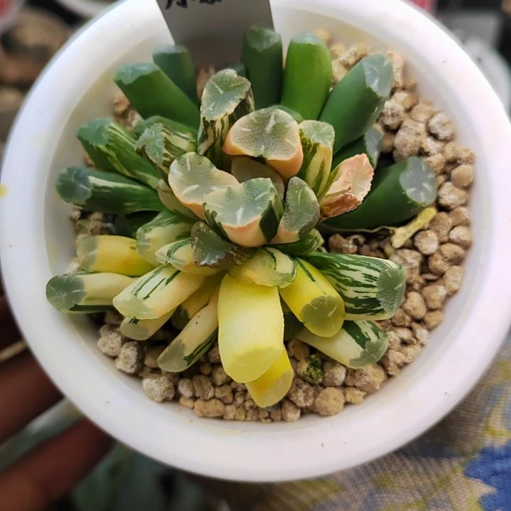 13OM万象群生 7厘米左右一物一拍带盆