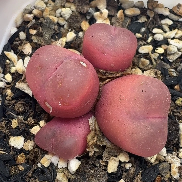 老马生石花四头吕红263