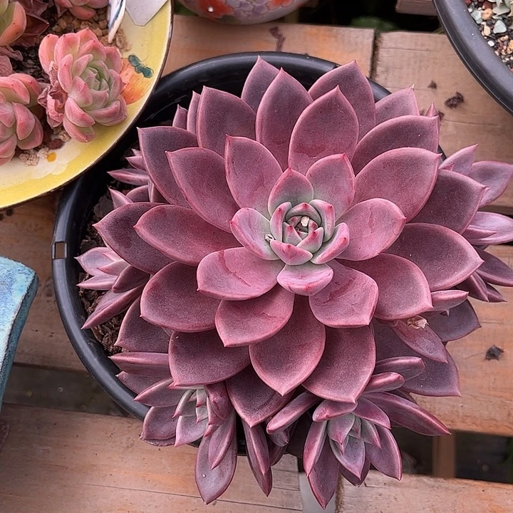 寄养多肉植物一物一拍