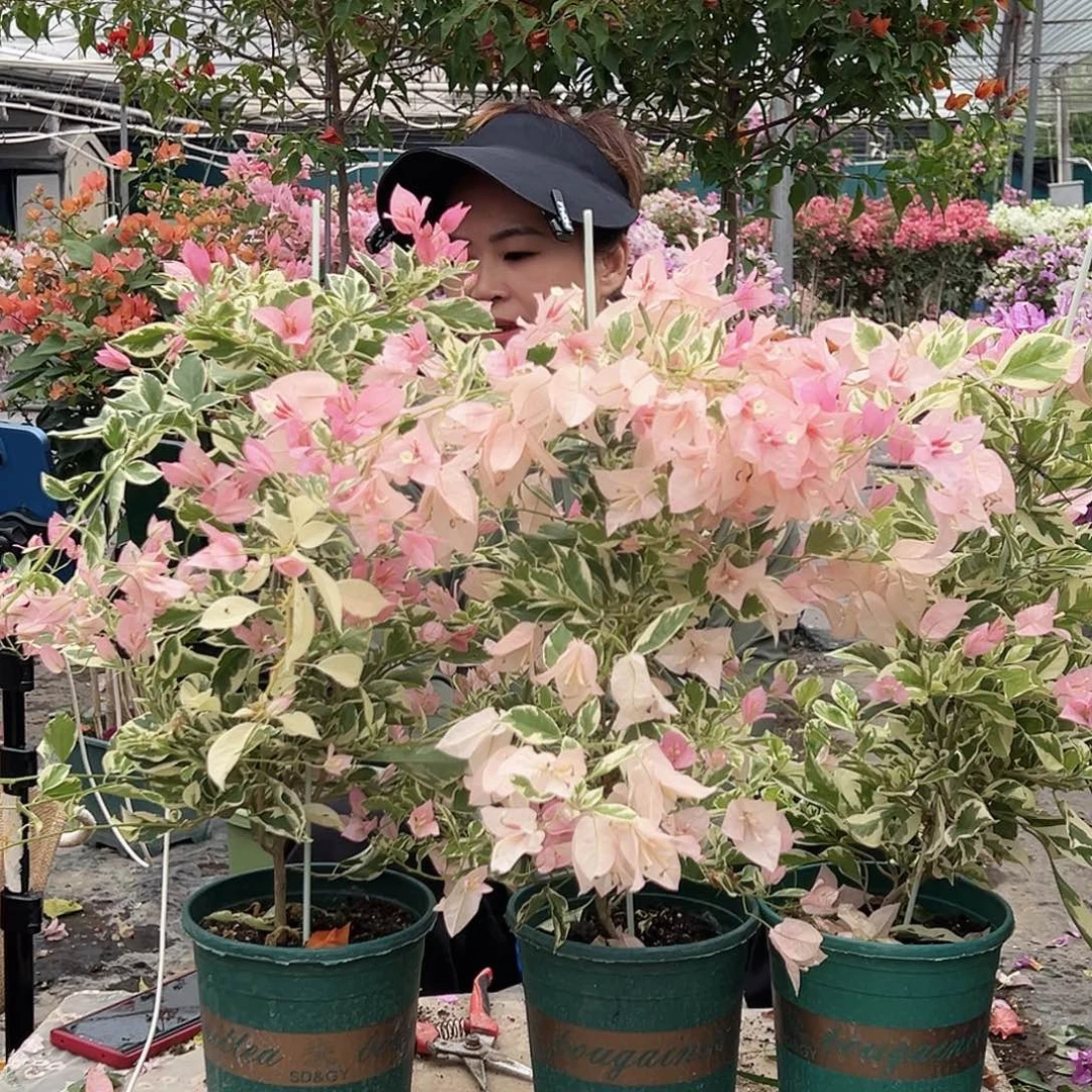 大部分花苞少量开放粉布丁带竹一颗