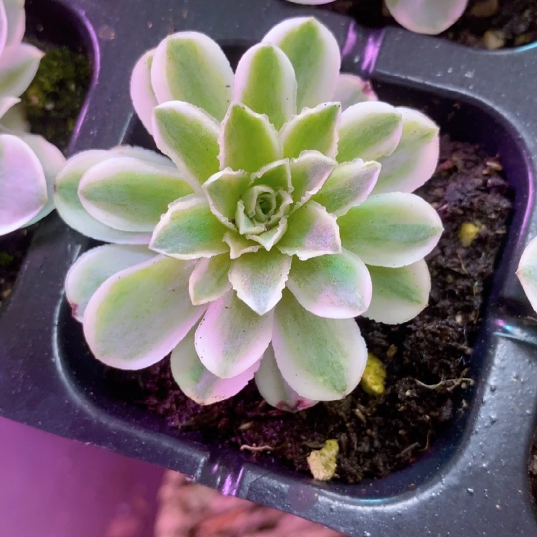 山地玫瑰一物一拍秋夕