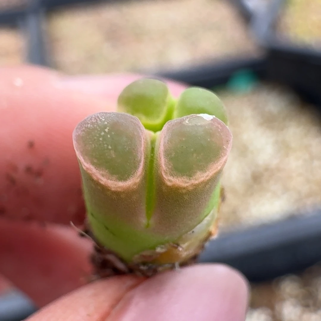 1109佛肚哦风衣克力茶礼套装