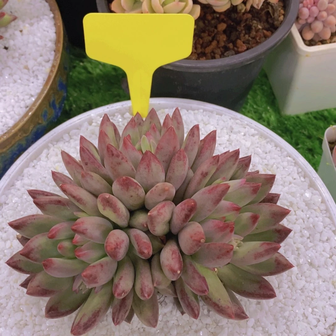 多肉植物，开心多肉