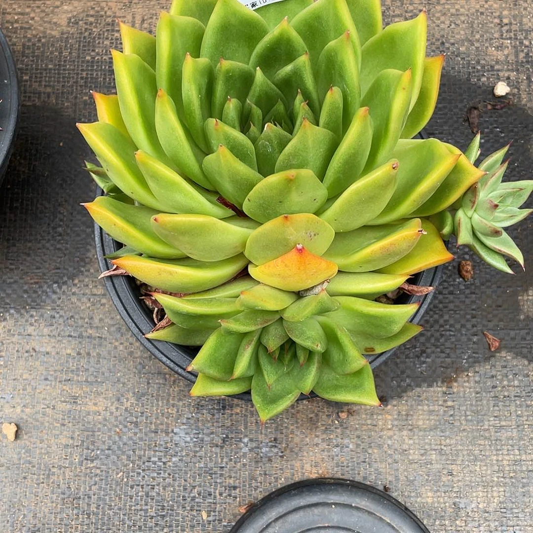 若如东云多肉组拍A436