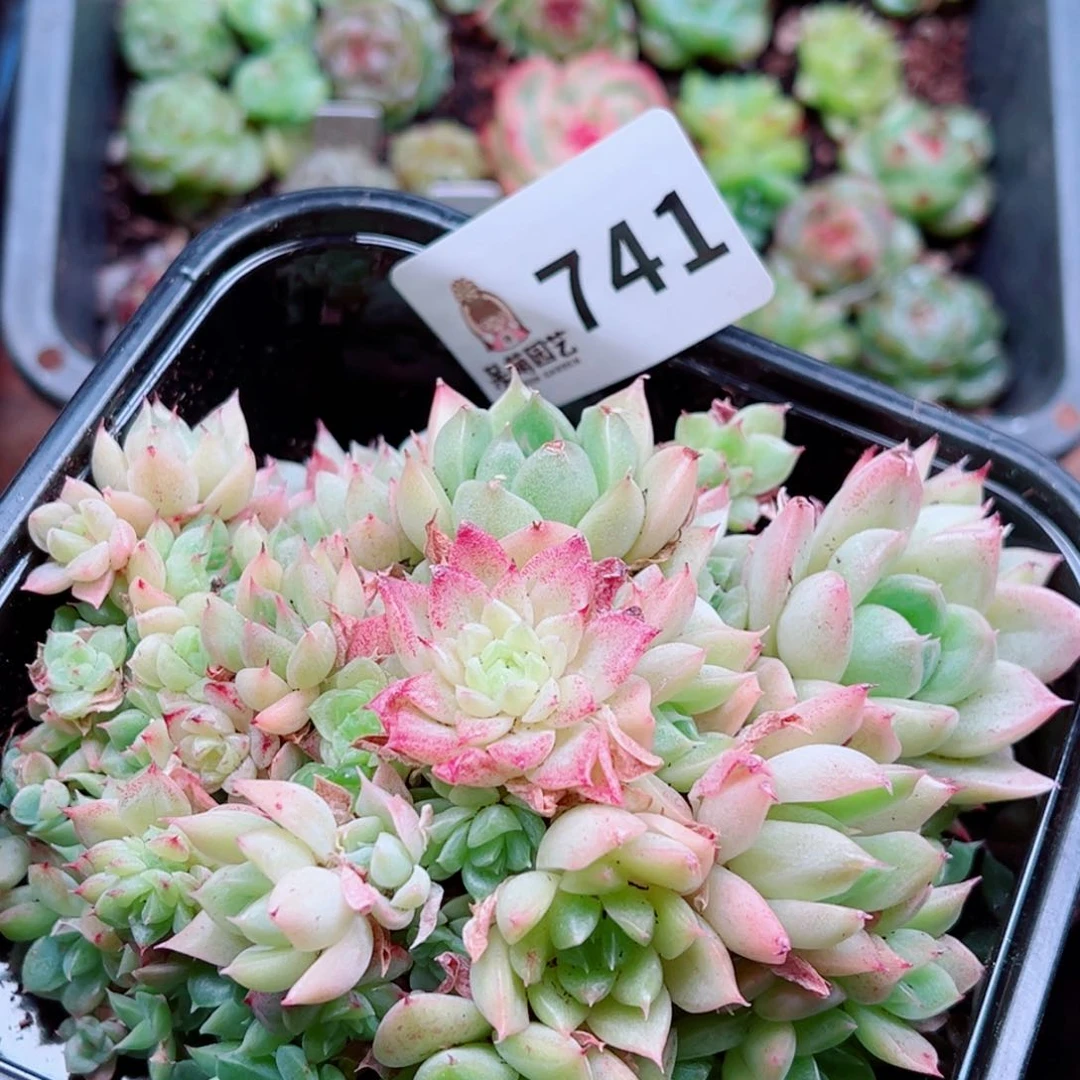 多肉植物多肉植物