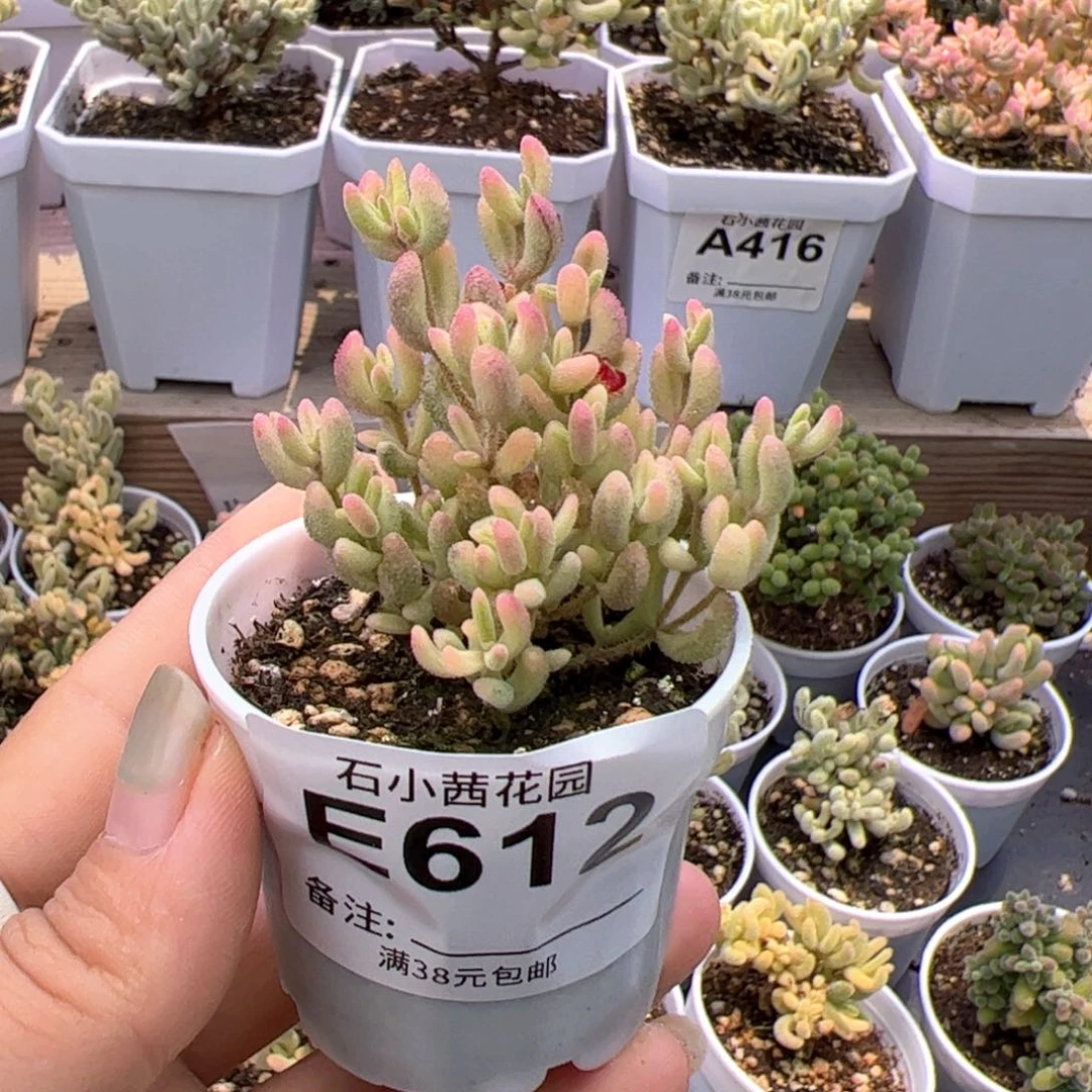 多肉植物枝干红宝石锦-折后