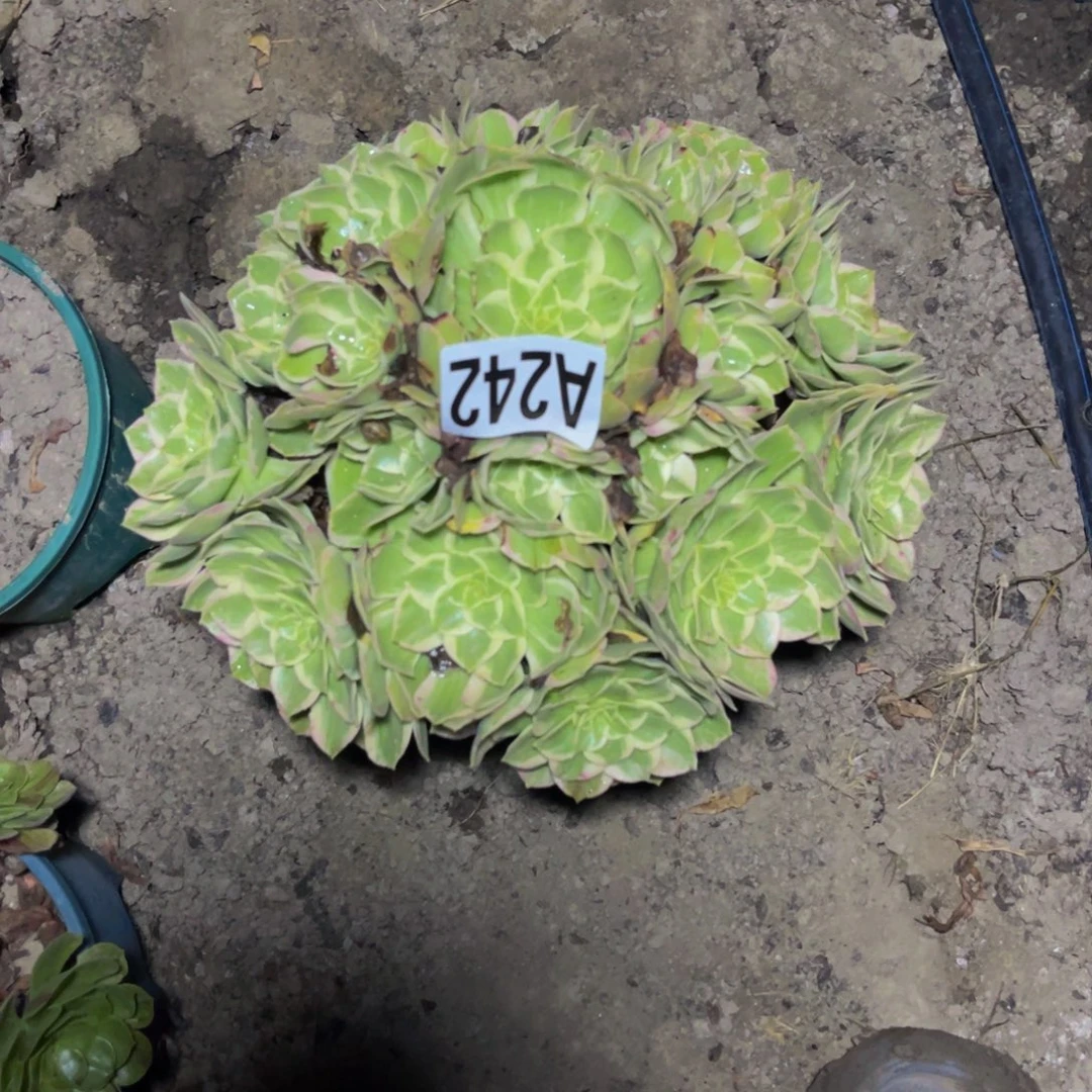 水蜜桃法师26////11包邮