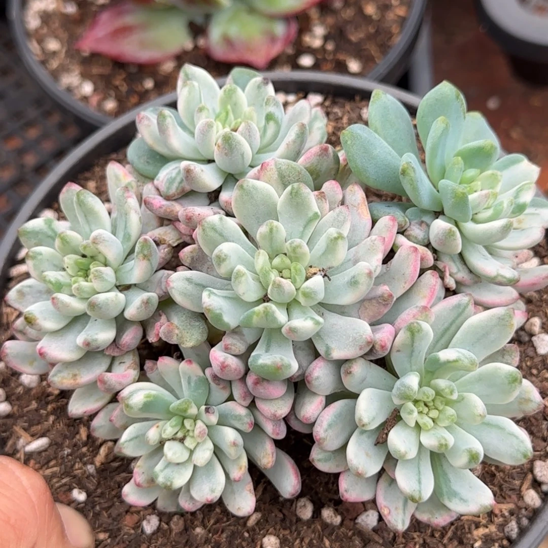 蓝精灵锦惊鸿一物一拍包装收缩花旱