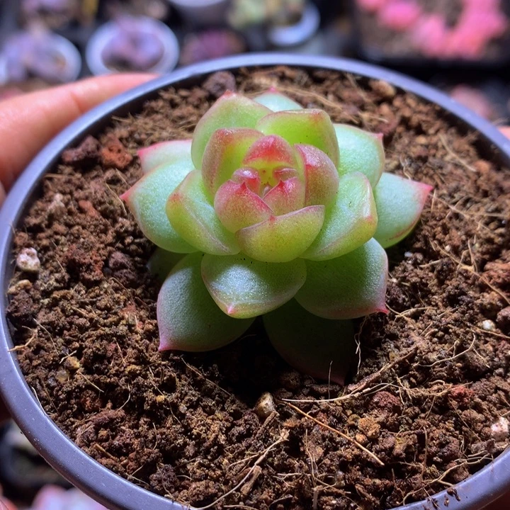 新品珍妮一物一拍