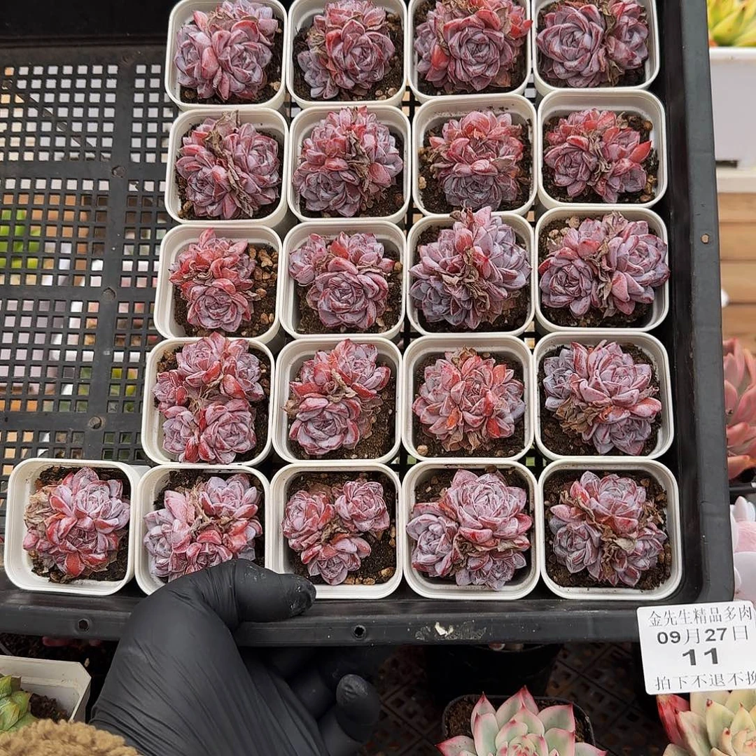 09267-11维特珍妮小群带盆量拍