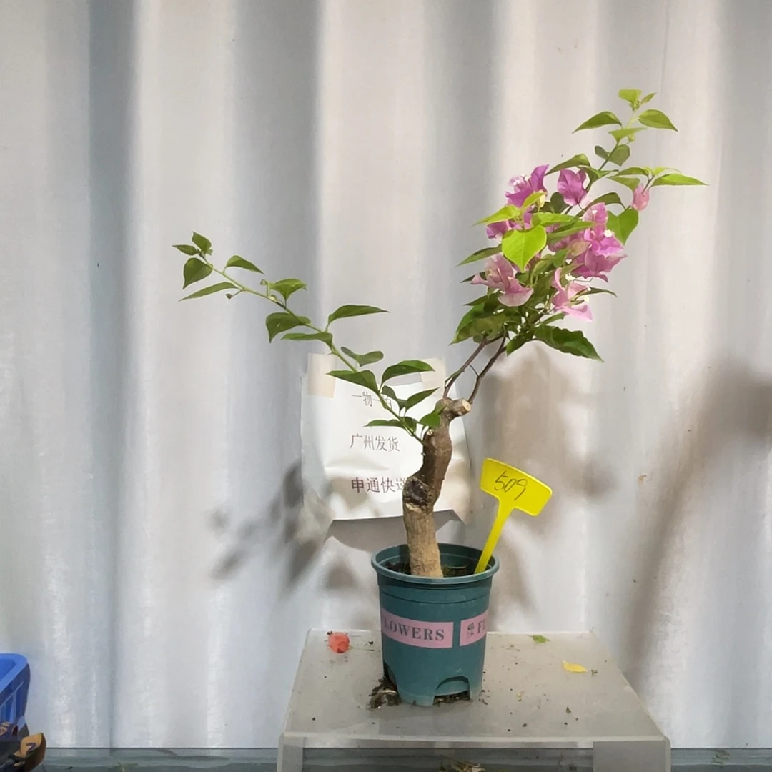当前无花栽培后可以开花509章红樱桩，粗3.5公分