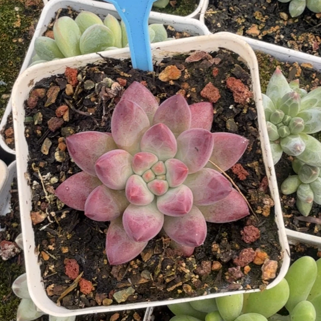 天***华流沙虞多肉植物078