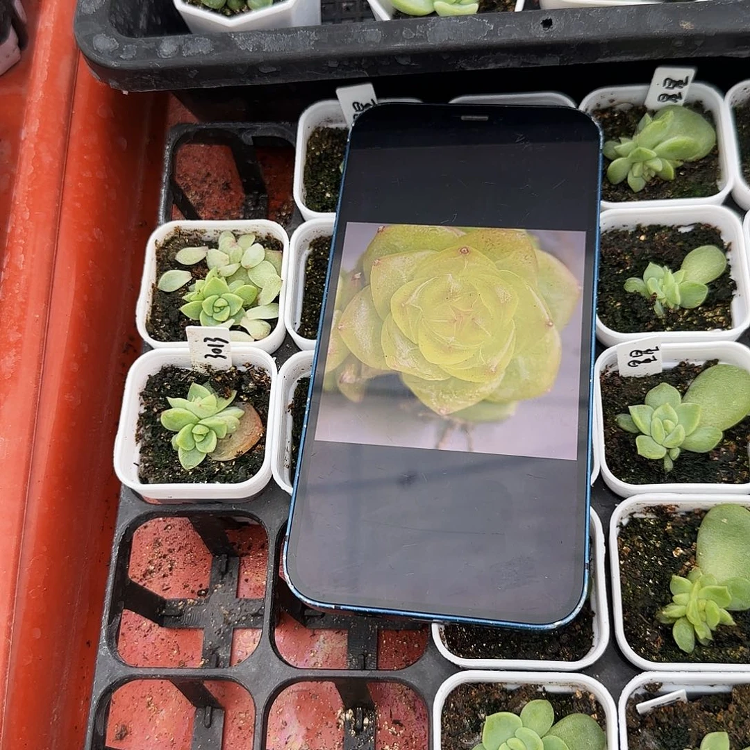 预定3013 柠檬珍妮叶子带出芽一个满25包邮