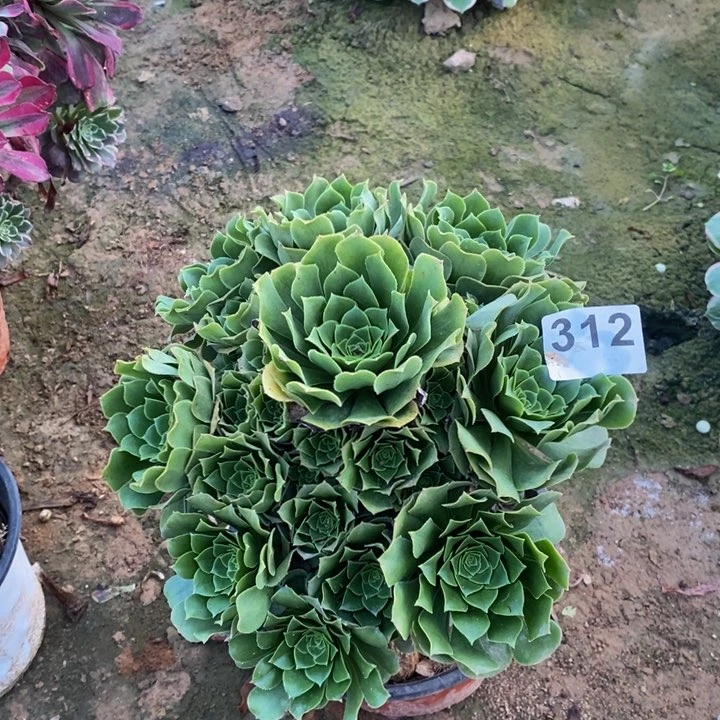 312绿玫瑰手捧多肉