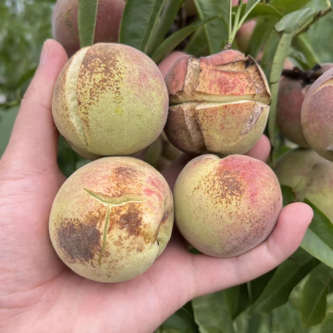 【爆炸裂口桃】老品种山桃狗屎桃小毛桃子脆甜冬桃小时候的味道