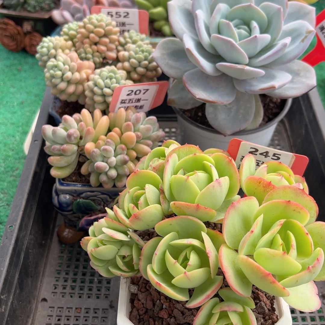 表妹精品多肉植物245.