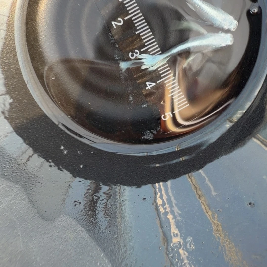 青鳉鱼观背青18好