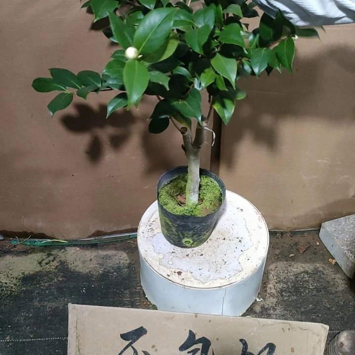 173白仙，原盆原土发货，不包邮