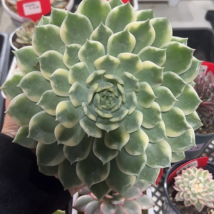 147号爱丽卡锦多肉植物