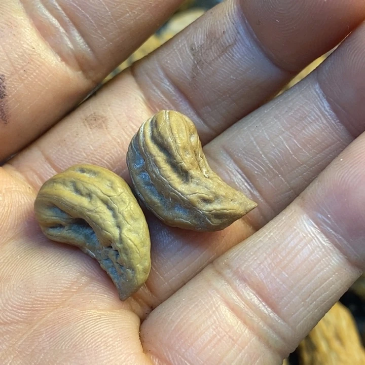 文玩核桃吊坠娜姐182
