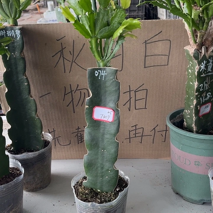 逸***萱当前无花朵，栽培后可花朵074