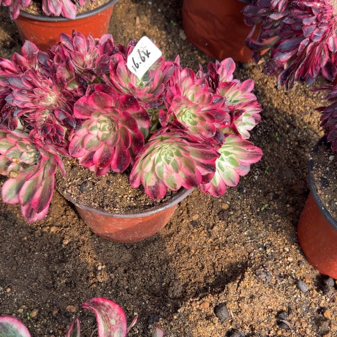 64倾城缀多肉多肉多肉植物