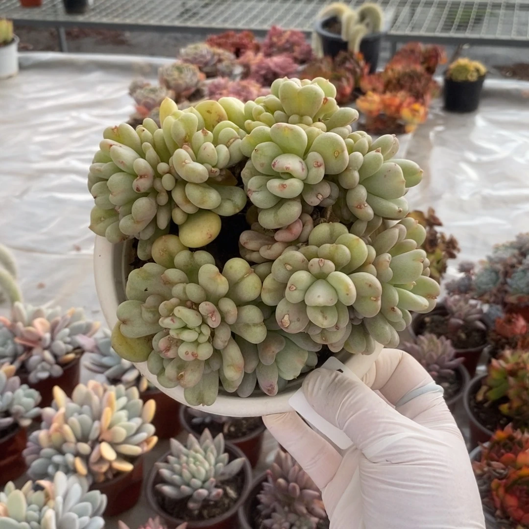 4559比尔盖茨一物一拍