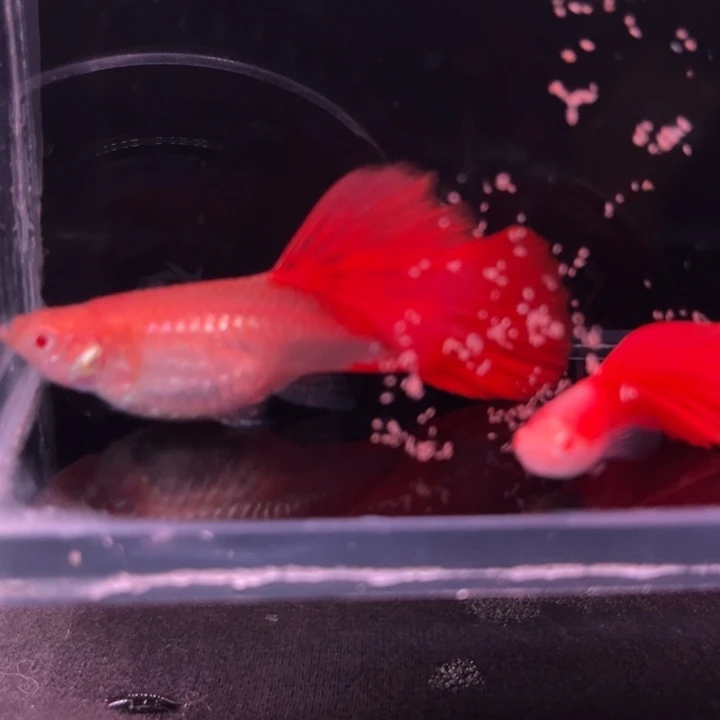 孔雀鱼美系大背血红1对
