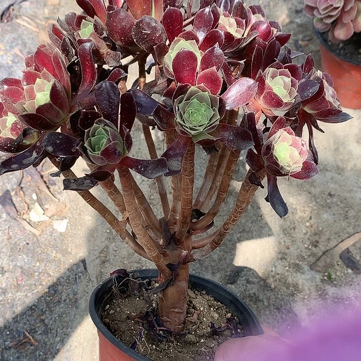 821花纳多肉植物