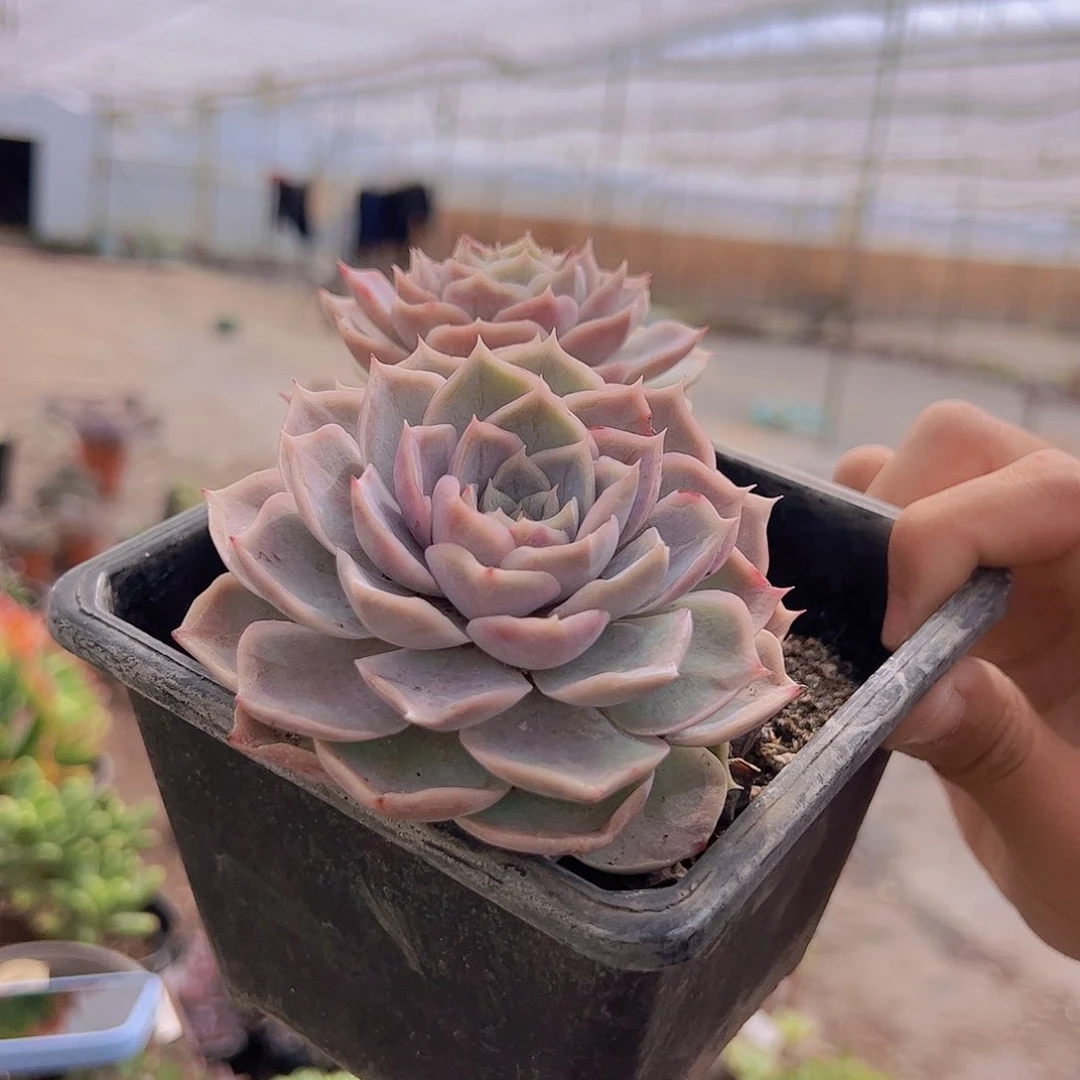 2盆蓝丝绒 双头起发