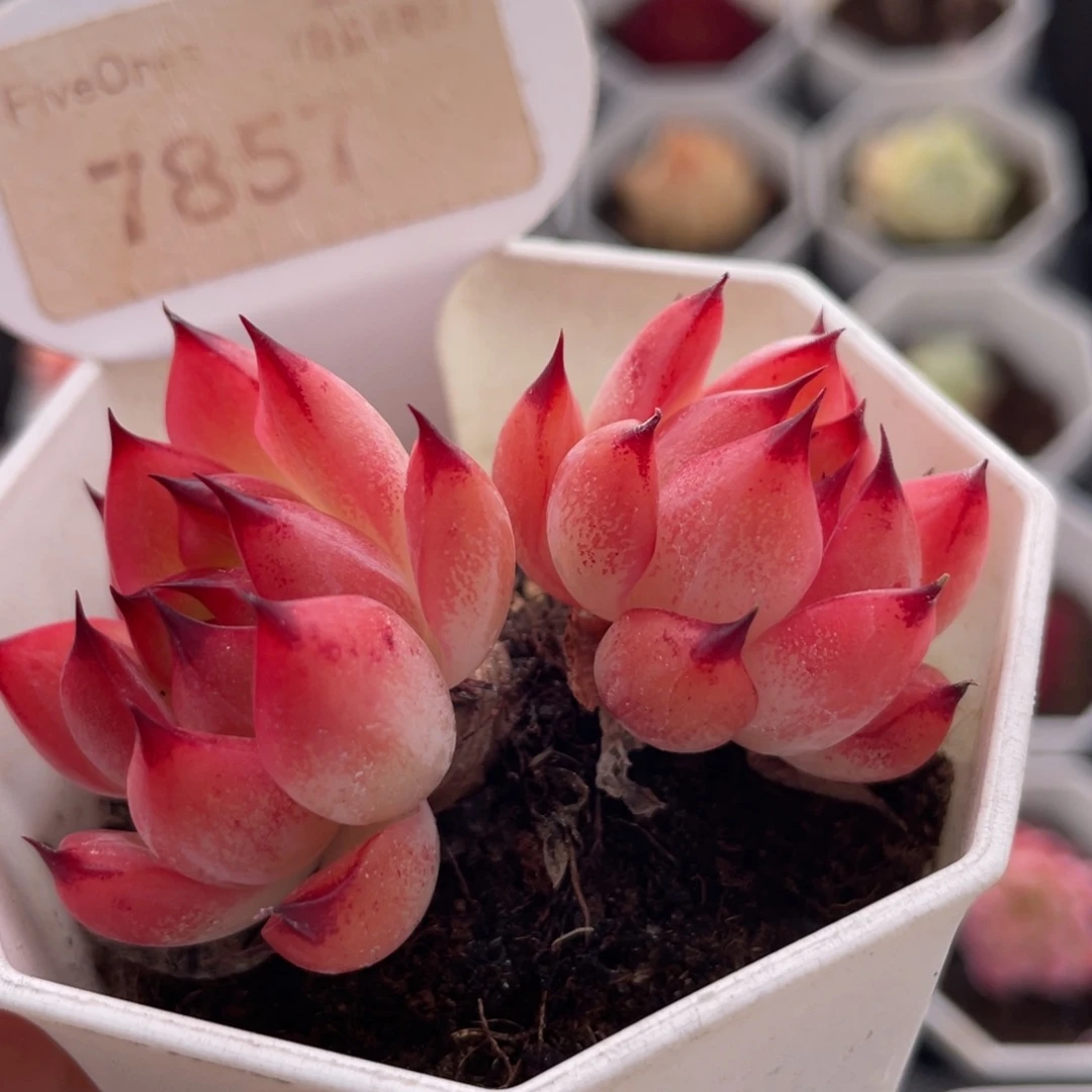 篝火7857-5.0厘米