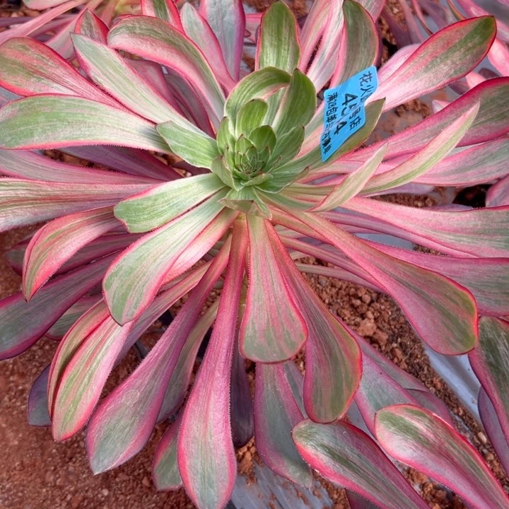 火凤4544多肉植物