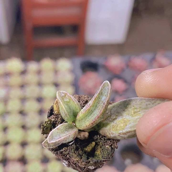 象牙棒【满10颗包邮】