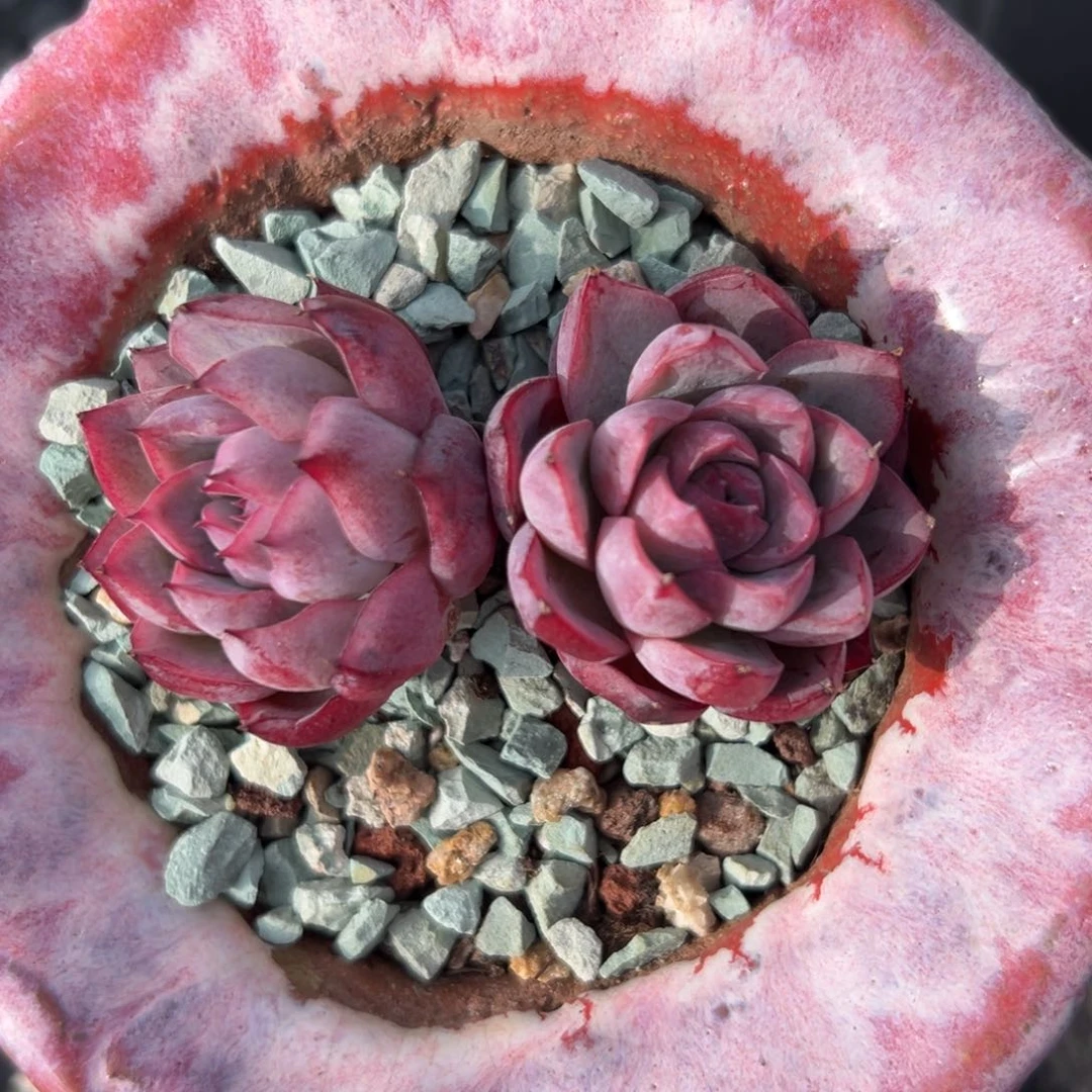 绿龙精控多肉一物一拍