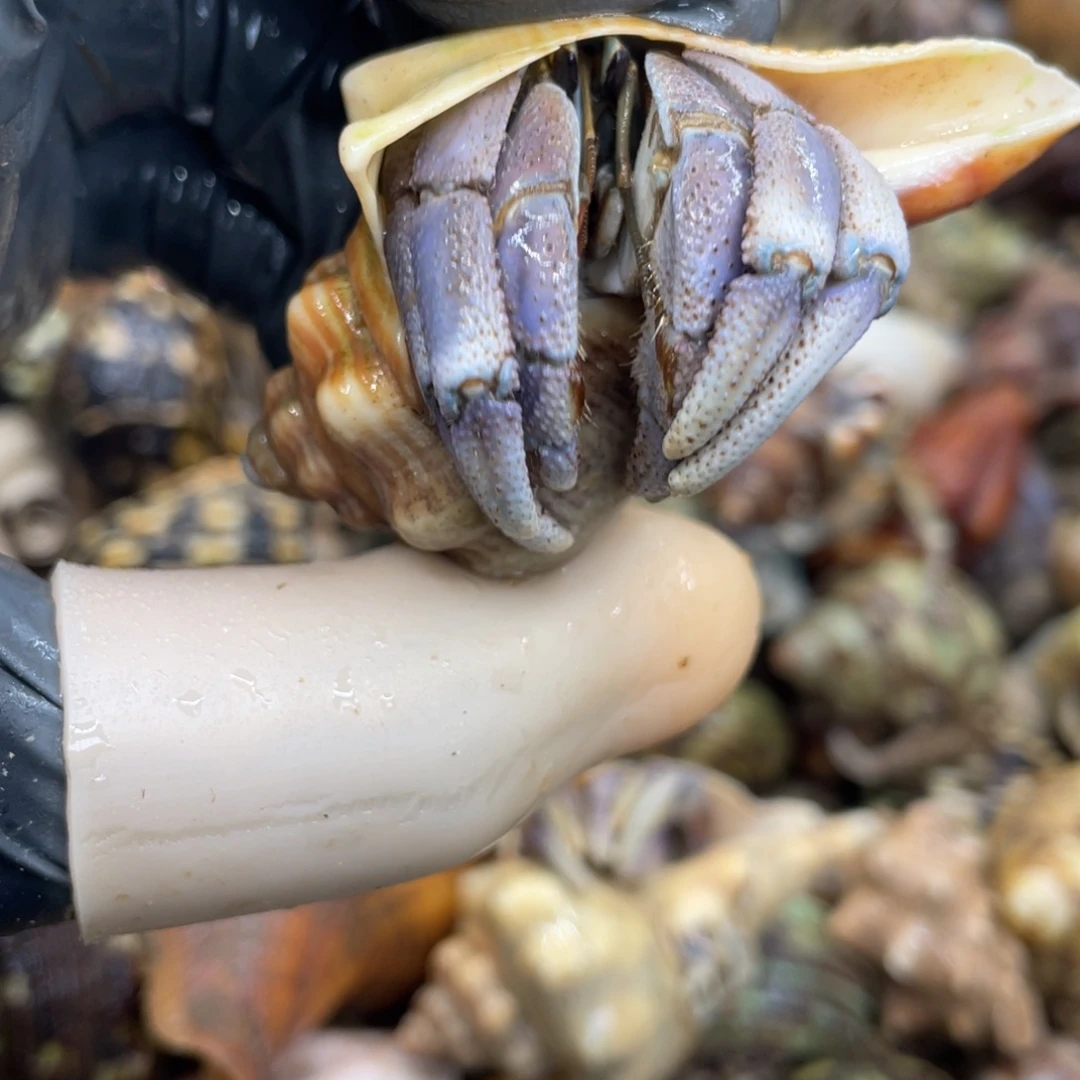 不退不换活体宠物292